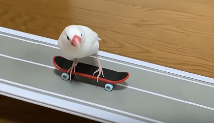 Skateboarding Bird is Rad