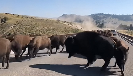 Bison Stampede Yellowstone