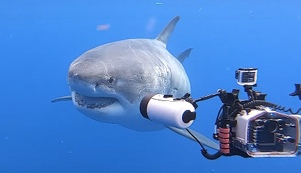 Nope! Go Away White Shark, Redirecting