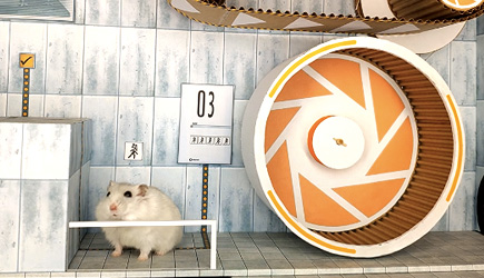Hamster Escape Room