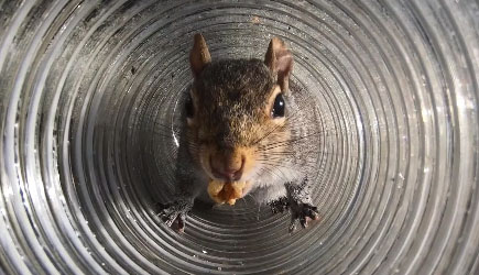 Backyard Squirrel Maze 2.0 - The Walnut Heist
